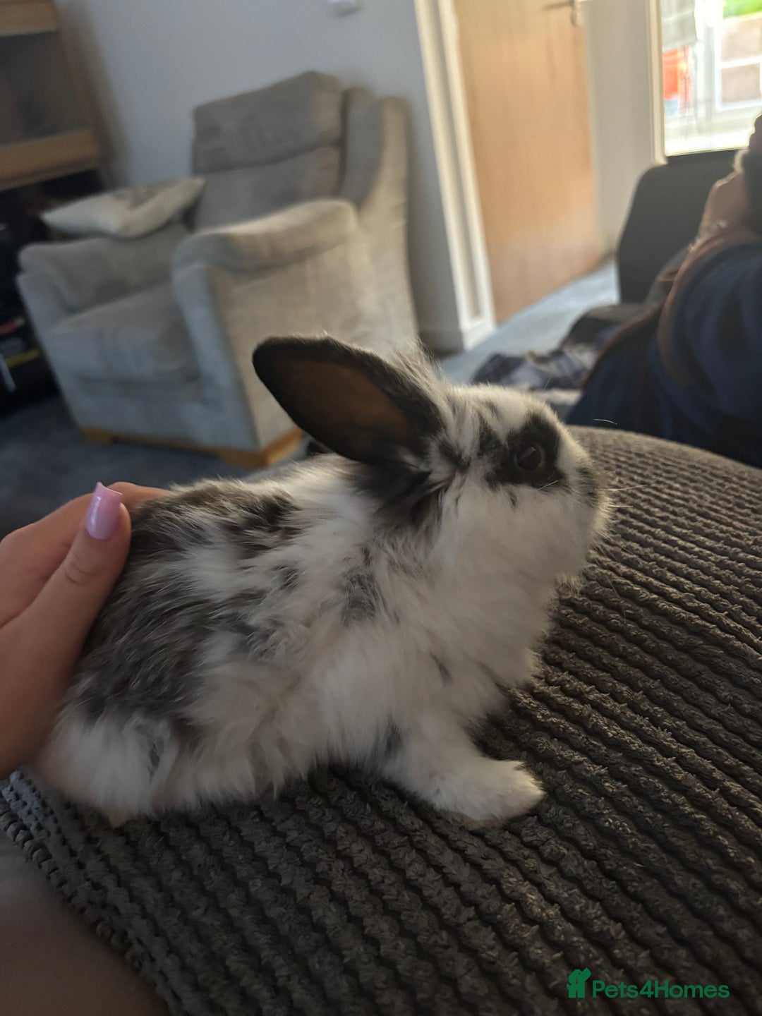 Mixed Breed rabbits for sale: Mini lop lion head bunnies - Advert 1