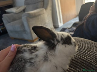 Mixed Breed rabbits Mini lop lion head bunnies - Advert 1