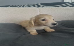 Miniature Dachshund dogs for sale: 2 male longhaired cream mini dachshunds. - Image 6