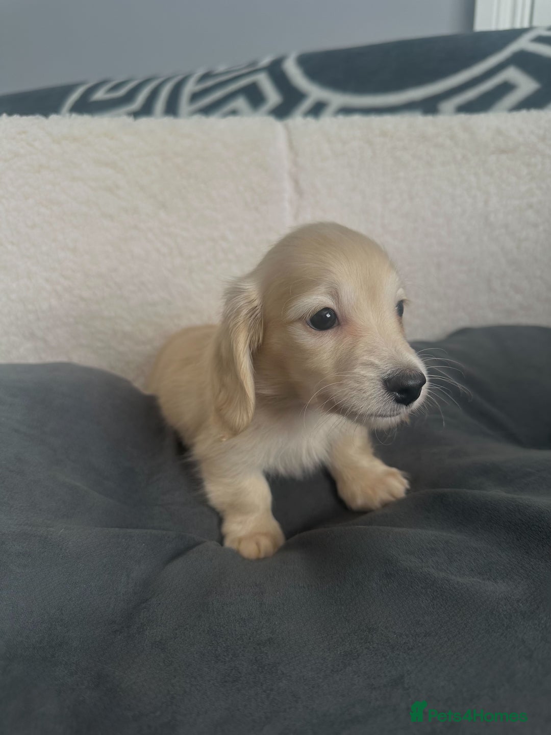 Miniature Dachshund dogs for sale: 2 male longhaired cream mini dachshunds. - Image 6