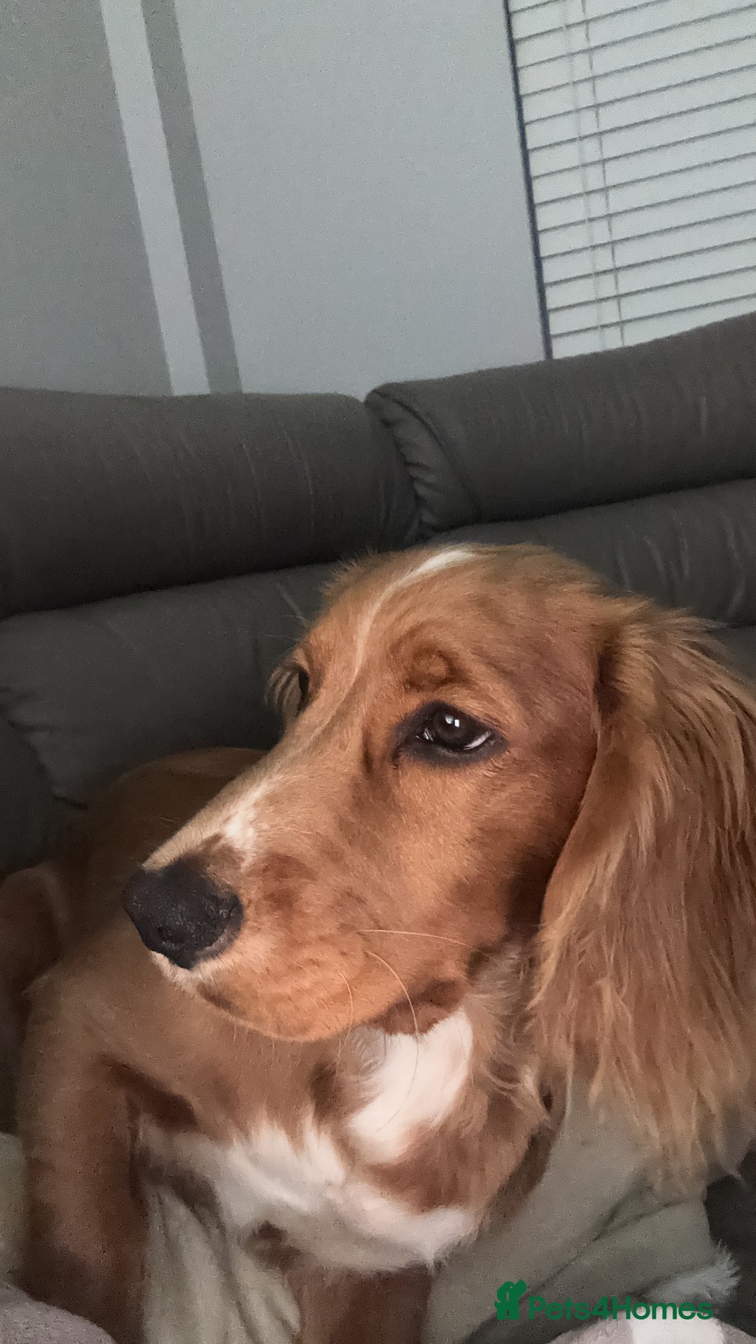 Cocker Spaniel dogs for sale: Working cocker spaniel  - Advert 8