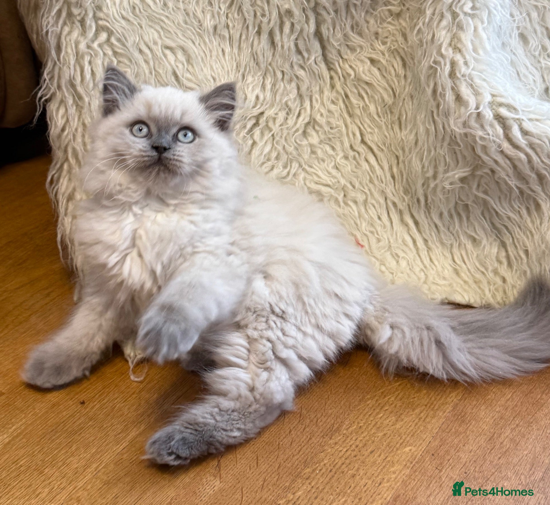 Selkirk Rex cats Selkirk Rex boy  - Advert 1