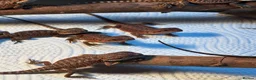 Bearded Dragon reptiles for sale: 100% red monster bearded dragon babies🐉 - Advert 26