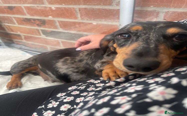 Miniature Dachshund dogs - Advert 6