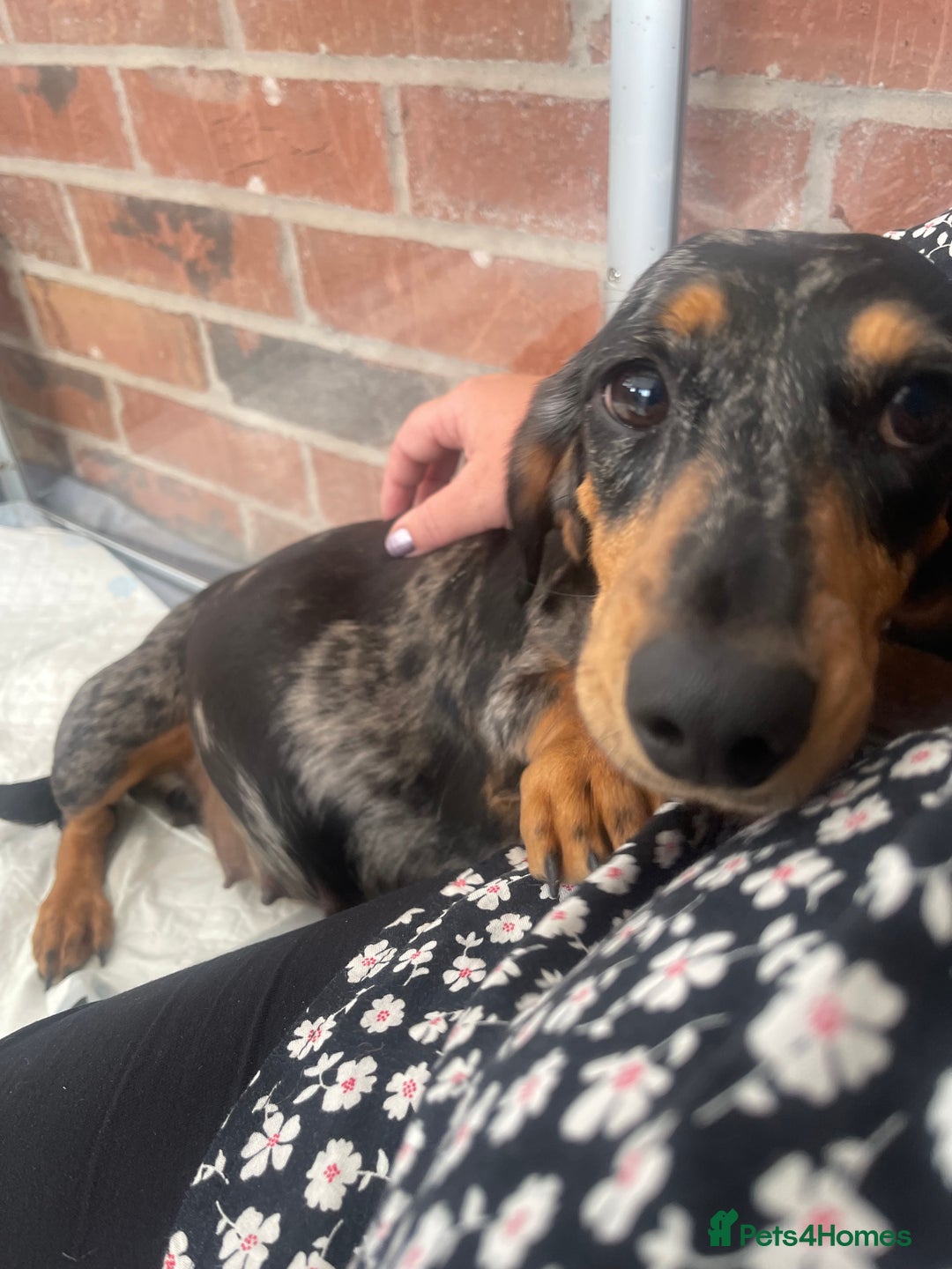 Miniature Dachshund dogs for sale: Pra clear mini smooth dachshund pups - Image 1
