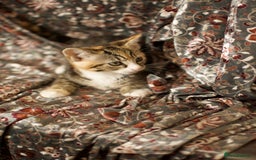 Mixed Breed cats for sale: 4 Beautiful Kittens Ready For Their Forever Homes - Image 15