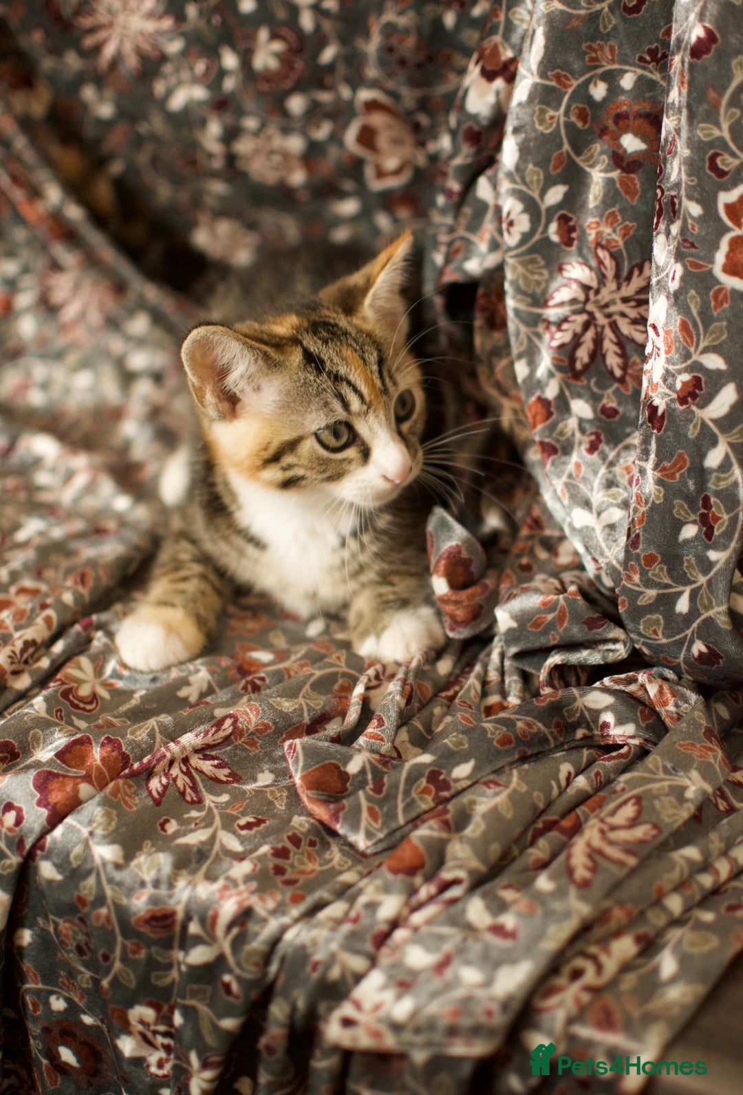 Mixed Breed cats for sale: 4 Beautiful Kittens Ready For Their Forever Homes - Image 15