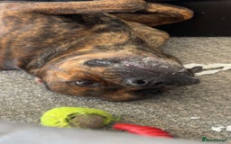 Mixed Breed dogs for sale: Dog for sale - Image 5