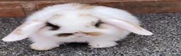 Mini Lop rabbits for sale: STINNING PURE BREED MINI LOPS AMAZING COLOURS - Advert 7