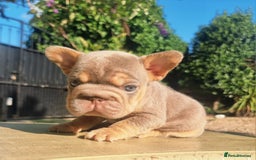 French Bulldog dogs for sale: Beautiful French bulldogs - Image 14