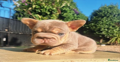 French Bulldog dogs - Advert 2