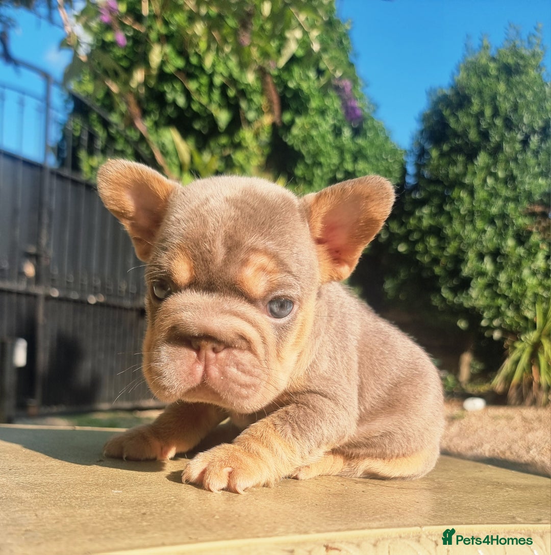 French Bulldog dogs for sale: Beautiful French bulldogs - Image 14
