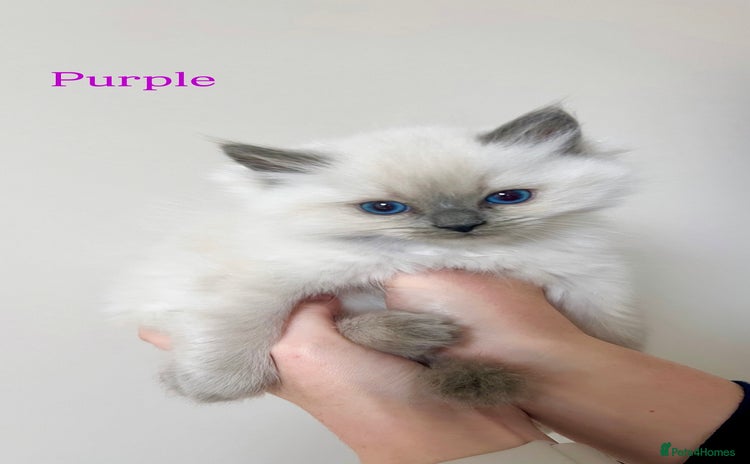 Ragdoll cats - Advert 3