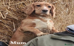 Cocker Spaniel dogs for sale: Beautiful KC Registered Working Cocker Spaniels  - Image 6