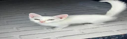 Turkish Angora cats for sale: Make Turkish Angora Kitten - Advert 3
