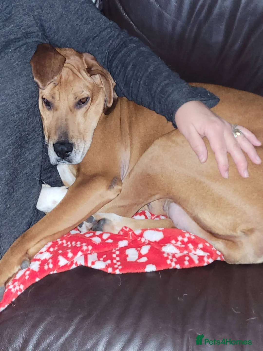 Mixed Breed dogs for adoption: Meet Bala, currently residing in Lanarkshire  - Advert 7