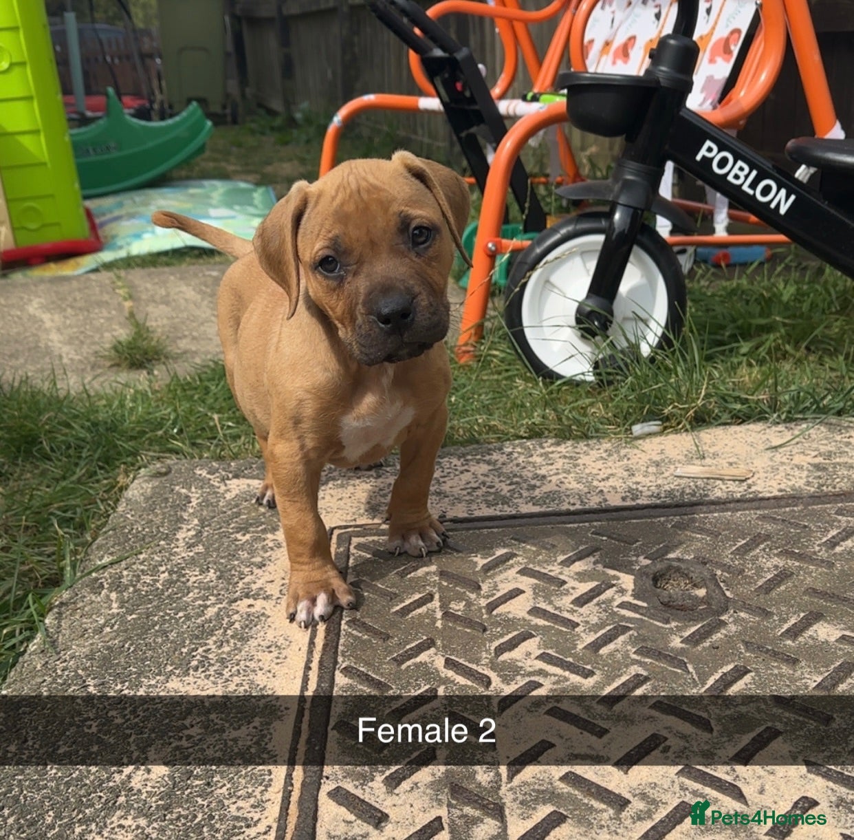 Staffordshire Bull Terrier dogs Gorgeous Staffordshire bullterrier pups - Advert 17