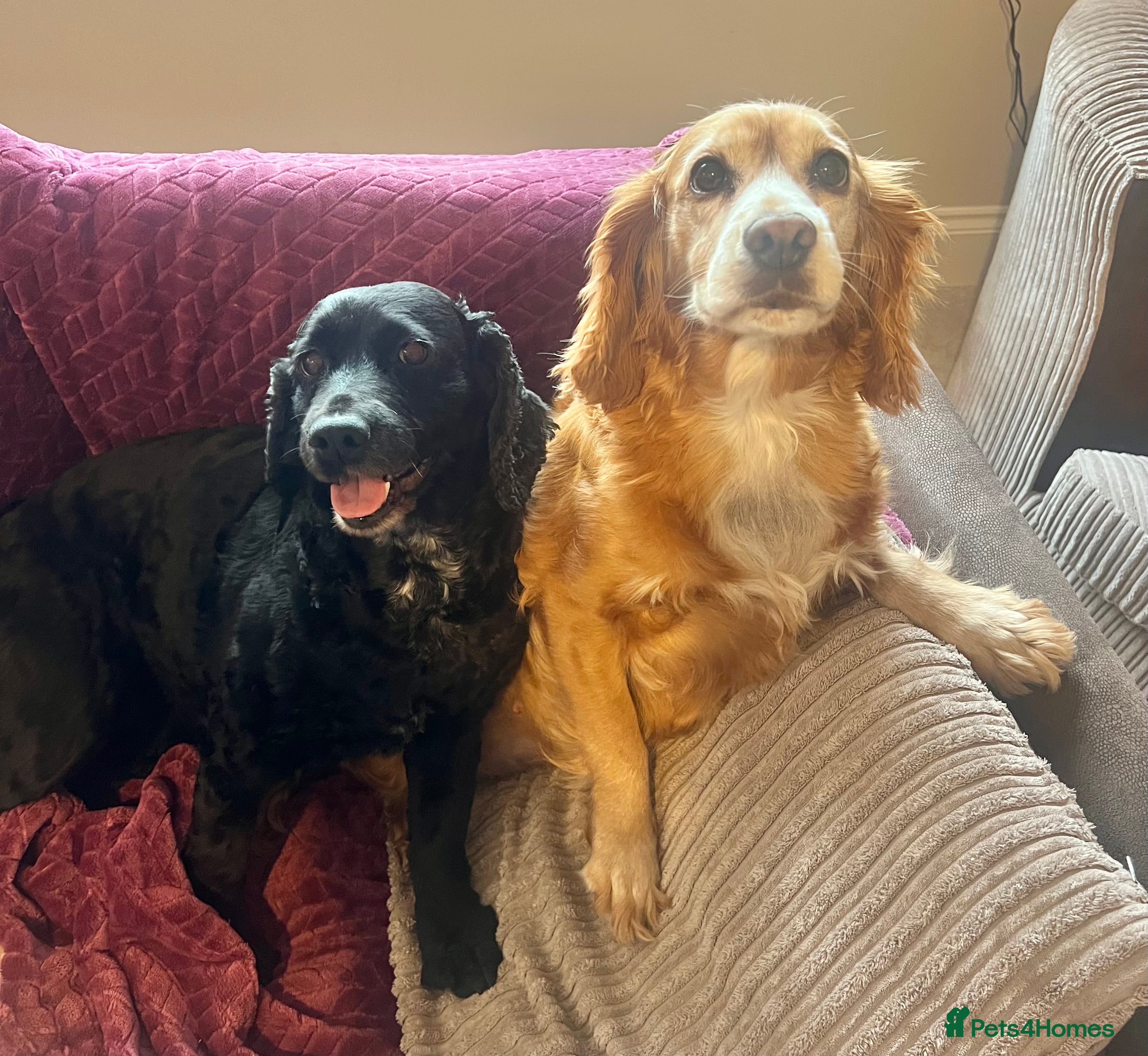Cocker Spaniel dogs 2 working cocker spaniels - Advert 12