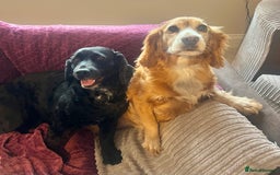 Cocker Spaniel dogs for sale: 2 working cocker spaniels - Image 1