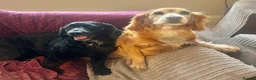 Cocker Spaniel dogs for sale: 2 working cocker spaniels - Advert 1