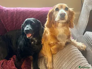Cocker Spaniel dogs 2 working cocker spaniels - Advert 12