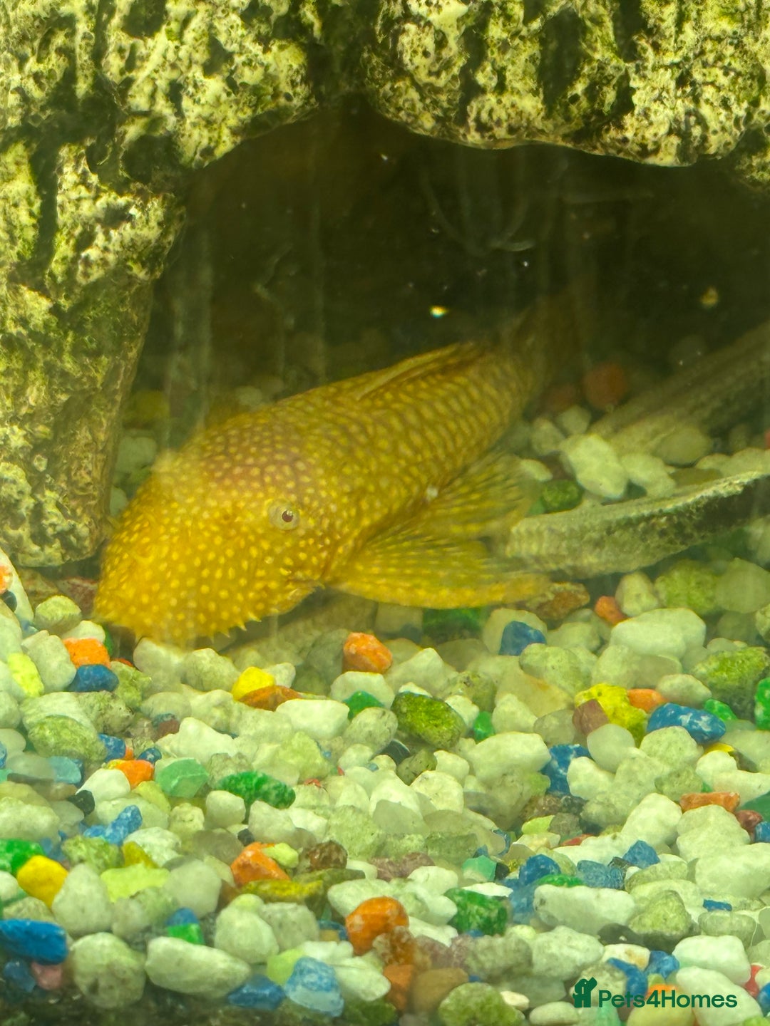 Other/Mixed Breed fish for sale: Jewel lido 200 fish tank and 7 fish - Advert 5