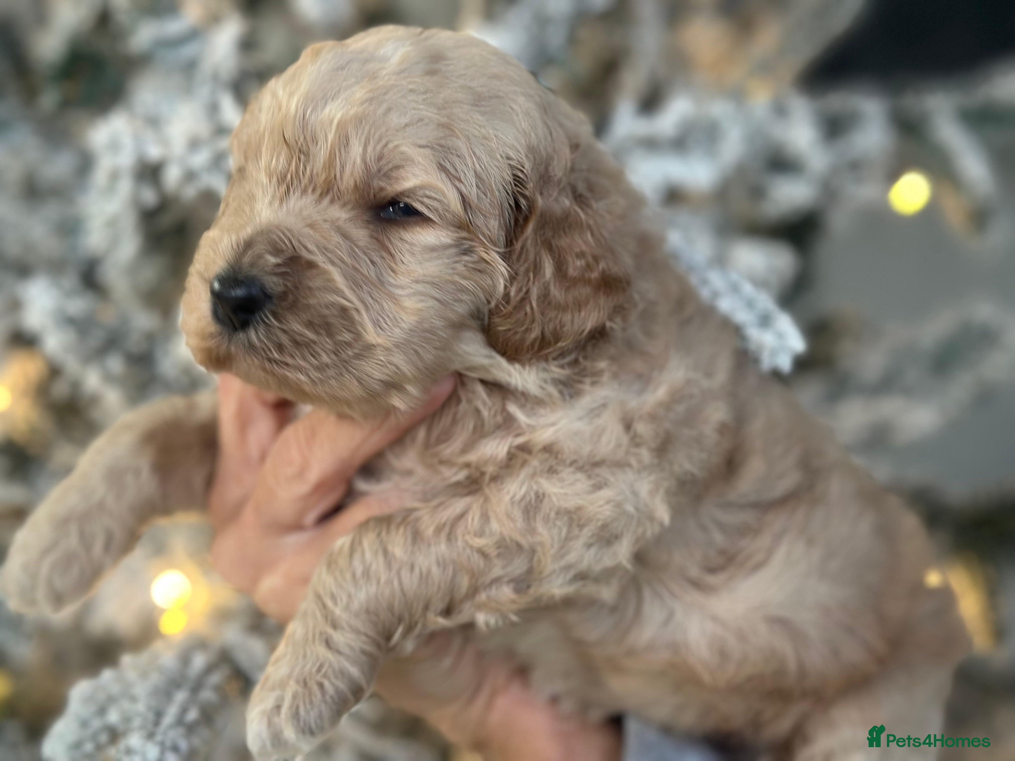 Mixed Breed dogs F1B STANDARD PRA CLEAR STBERNADOODLE - Advert 3