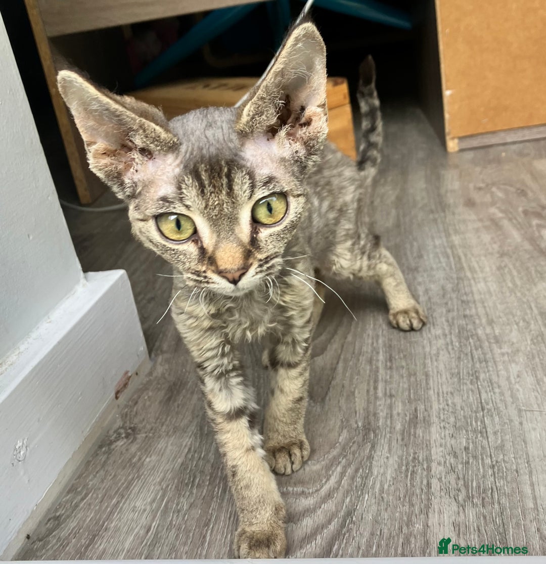 Devon Rex cats for sale: GCCF Registered Pedigree Devon Rex Kittens ❤️ in Leeds - Image 31