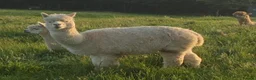 Alpaca livestock for sale: BAS registered breeding female Alpacas  - Advert 10