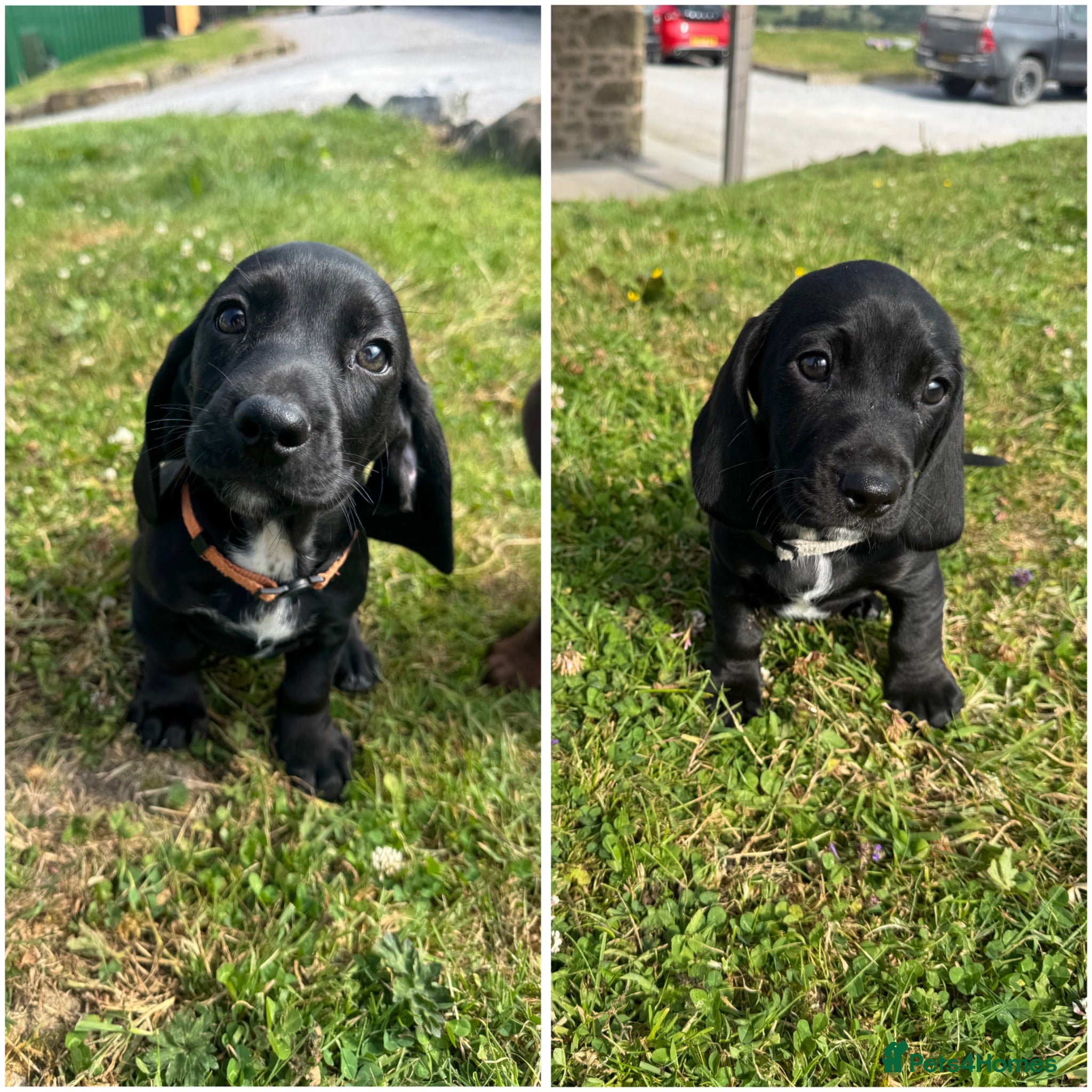 Mixed Breed dogs Dachshund x Cocker spaniel - Advert 12