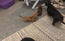 Miniature Dachshund dogs for sale: 🐾 Miniature Dachshund Puppies 🐾 - Image 6