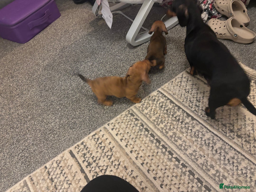 Miniature Dachshund dogs for sale: 🐾 Miniature Dachshund Puppies 🐾 - Image 6