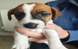 Jack Russell dogs for sale: Jack Russell puppies  - Image 7