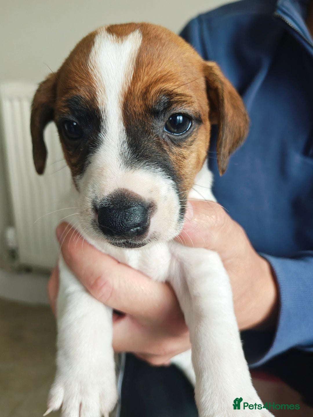 Jack Russell dogs for sale: Jack Russell puppies  - Image 7