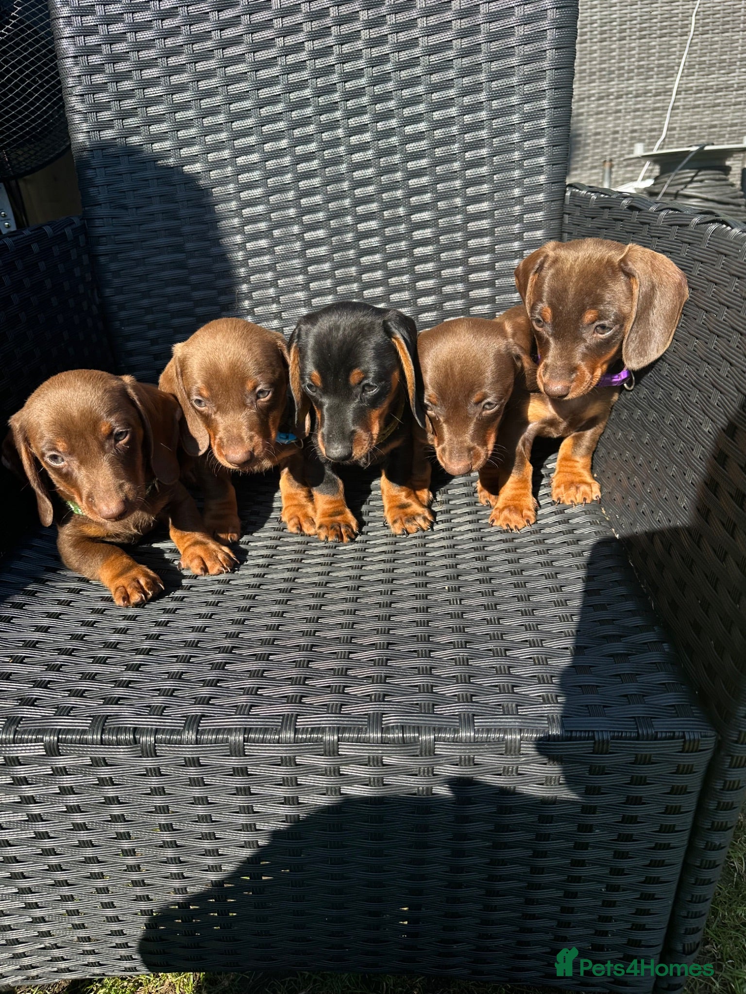 Miniature Dachshund dogs dachshund puppies Ready to leave   - Advert 2