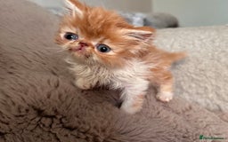 Exotic cats for sale: Exceptional GCCF registered Exotic Kittens  - Image 1