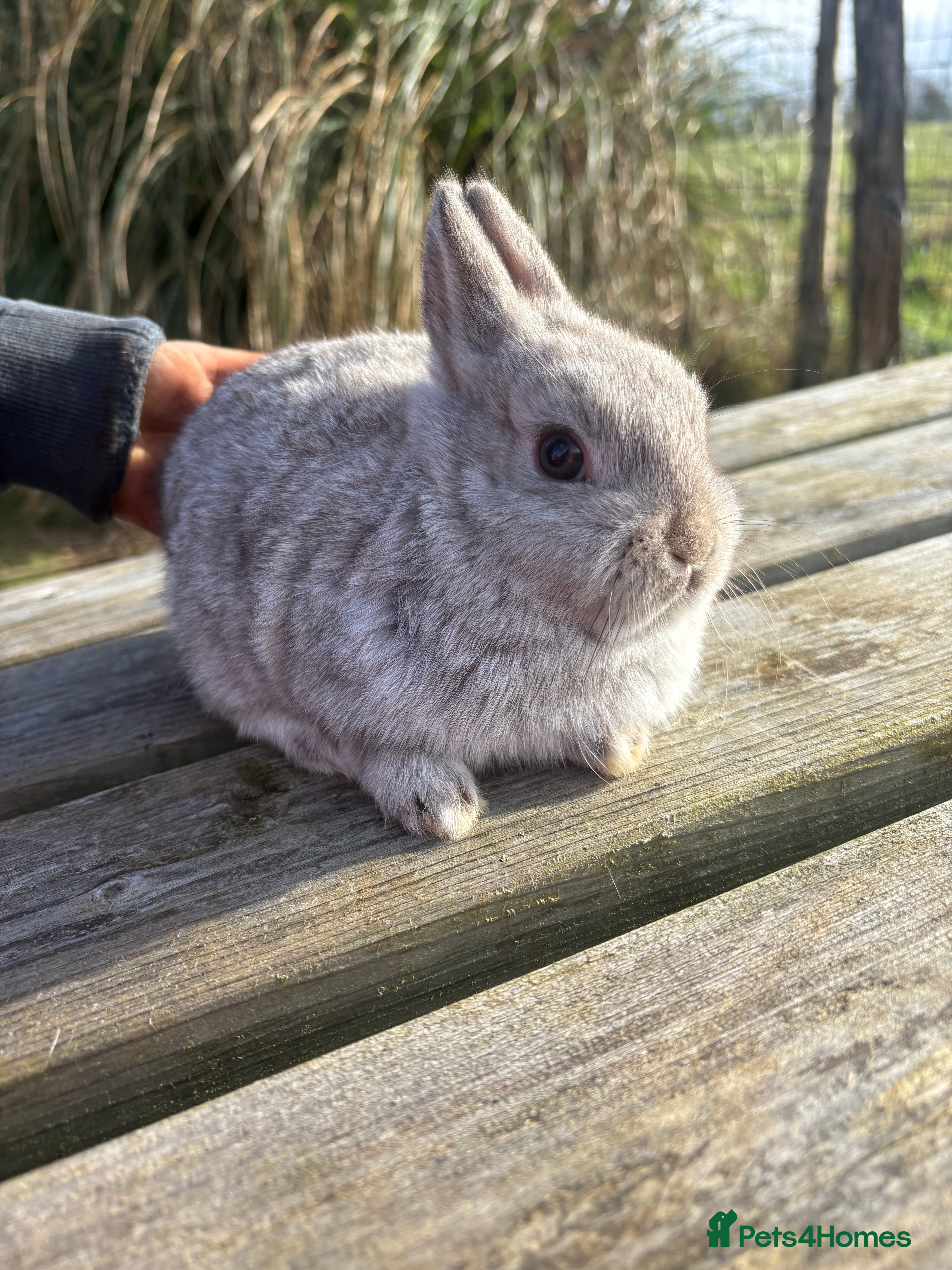 Netherland Dwarf rabbits Two beautiful tiny Netherland dwarf babies  - Advert 8