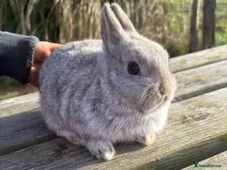 Netherland Dwarf rabbits Two beautiful tiny Netherland dwarf babies - Advert 8