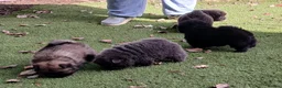 Chow Chow dogs for sale: Beautiful champion sired chow chow pups - Advert 11