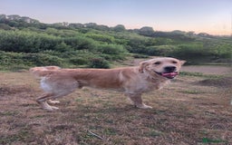 Golden Retriever dogs for stud: 0/0 Hips Proven Working Golden Retriever For Stud  in Taunton - Image 12