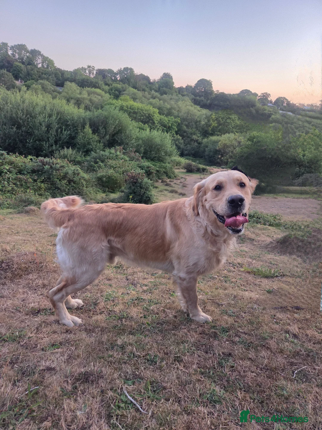 Golden Retriever dogs for stud: 0/0 Hips Proven Working Golden Retriever For Stud  in Taunton - Advert 12