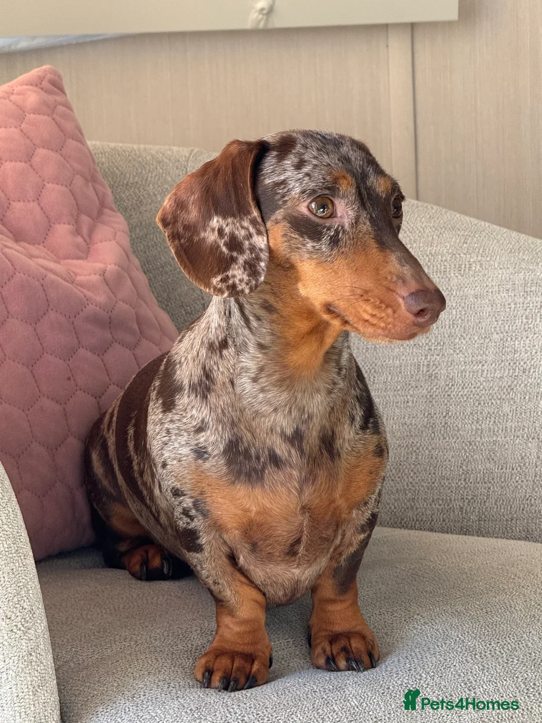 Miniature Dachshund dogs for sale: Two mini dapple Dachshunds available - Advert 2