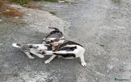 Border Collie dogs for sale: Blue Merle collies  - Image 8