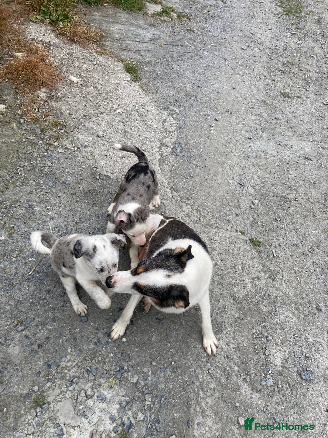 Border Collie dogs for sale: Blue Merle collies  - Image 8