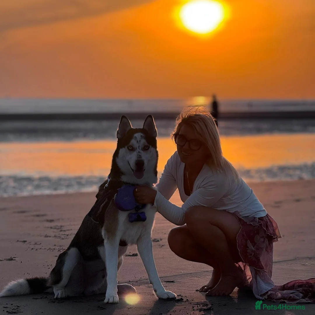 Huskita dogs for sale: Leito  - Advert 2