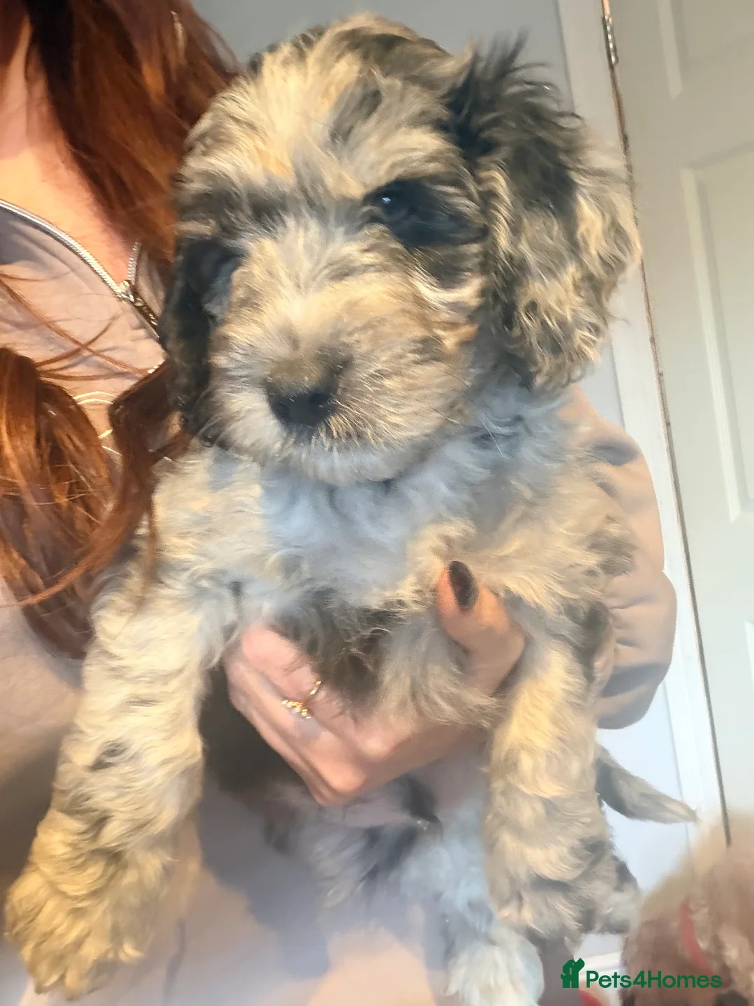 Cockapoo dogs for sale: Beautiful cockapoo puppies  - Advert 2