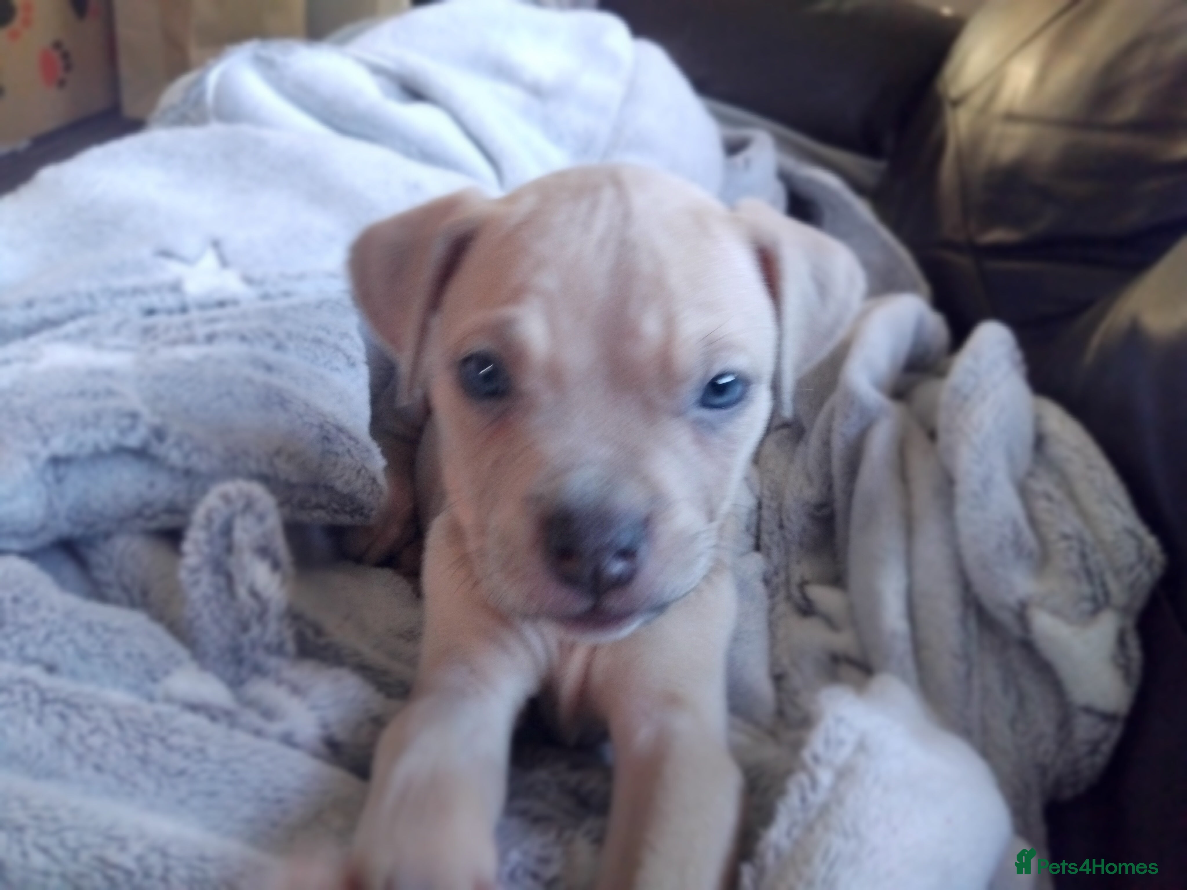 Mixed Breed dogs Staffordshire bull terrier X puppies - Advert 2