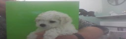 Bichon Frise dogs for sale: KC. REG BICHON FRISE PUPS - Advert 15