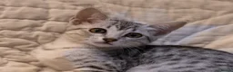 Egyptian Mau cats for sale: Delightful Egyptian Mau looks for family home - Advert 3