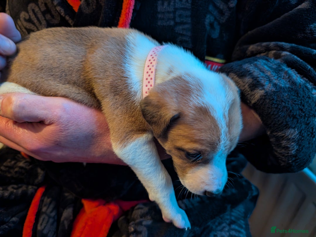 Mixed Breed dogs for sale: Staffy X pups  - Advert 19